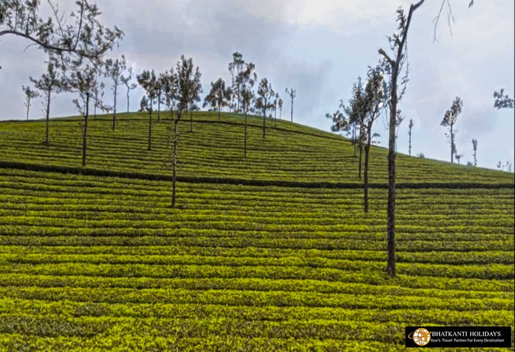 Rajmalai (Eravikulam National Park) Kerala