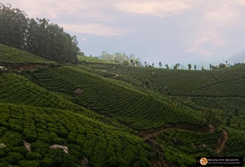 Tea Museum Munnar Kerala